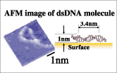 AFM image of dsDNA molecule